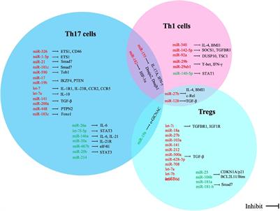 MicroRNAs as T Lymphocyte Regulators in Multiple Sclerosis